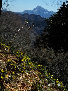 福寿草