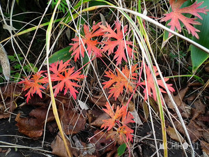 紅葉