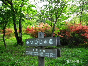つつじの道