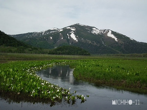 水芭蕉