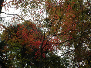 紅葉