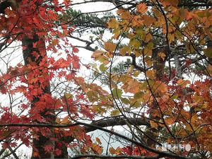 紅葉