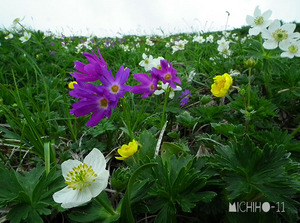 お花畑