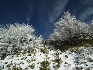 霧氷