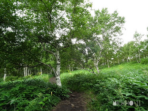 登山道