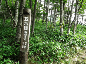 登山道