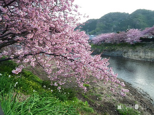 河津桜