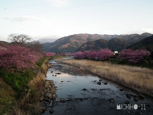 河津桜