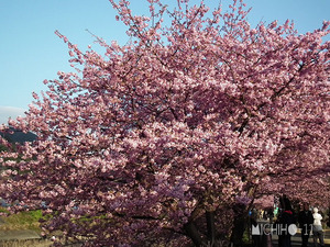 河津桜