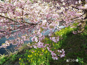 河津桜