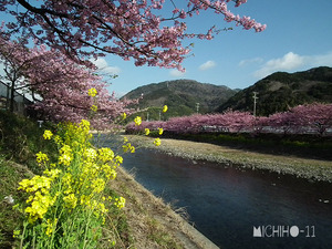 河津桜