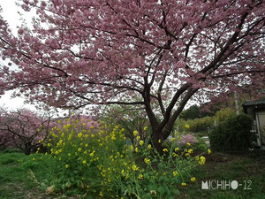 桜