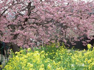 桜