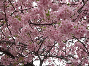 桜