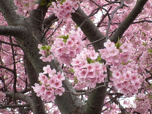 桜