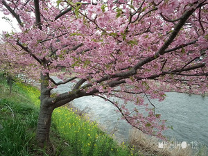 桜