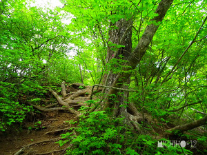 登山道
