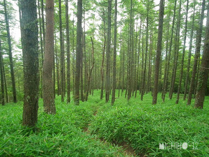 登山道