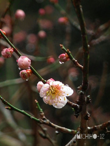 梅