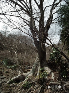 大木