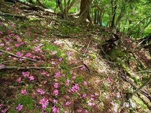 落花