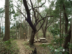 中沢山