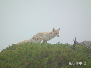 キタキツネ