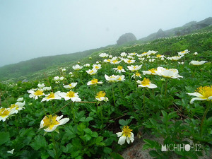 花畑