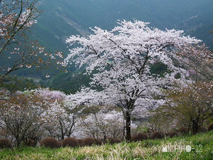 桜