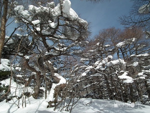 カラマツ