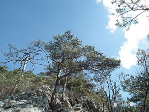 登山道
