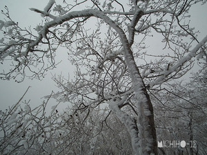 着雪