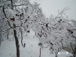 着雪