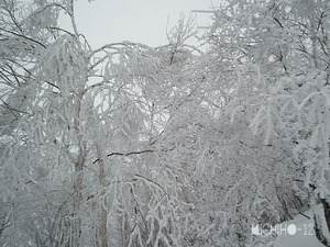 霧氷