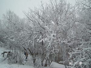 霧氷