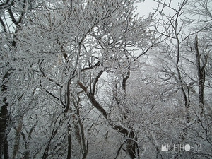 霧氷