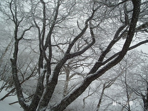 霧氷