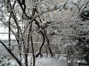 積雪