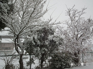 着雪